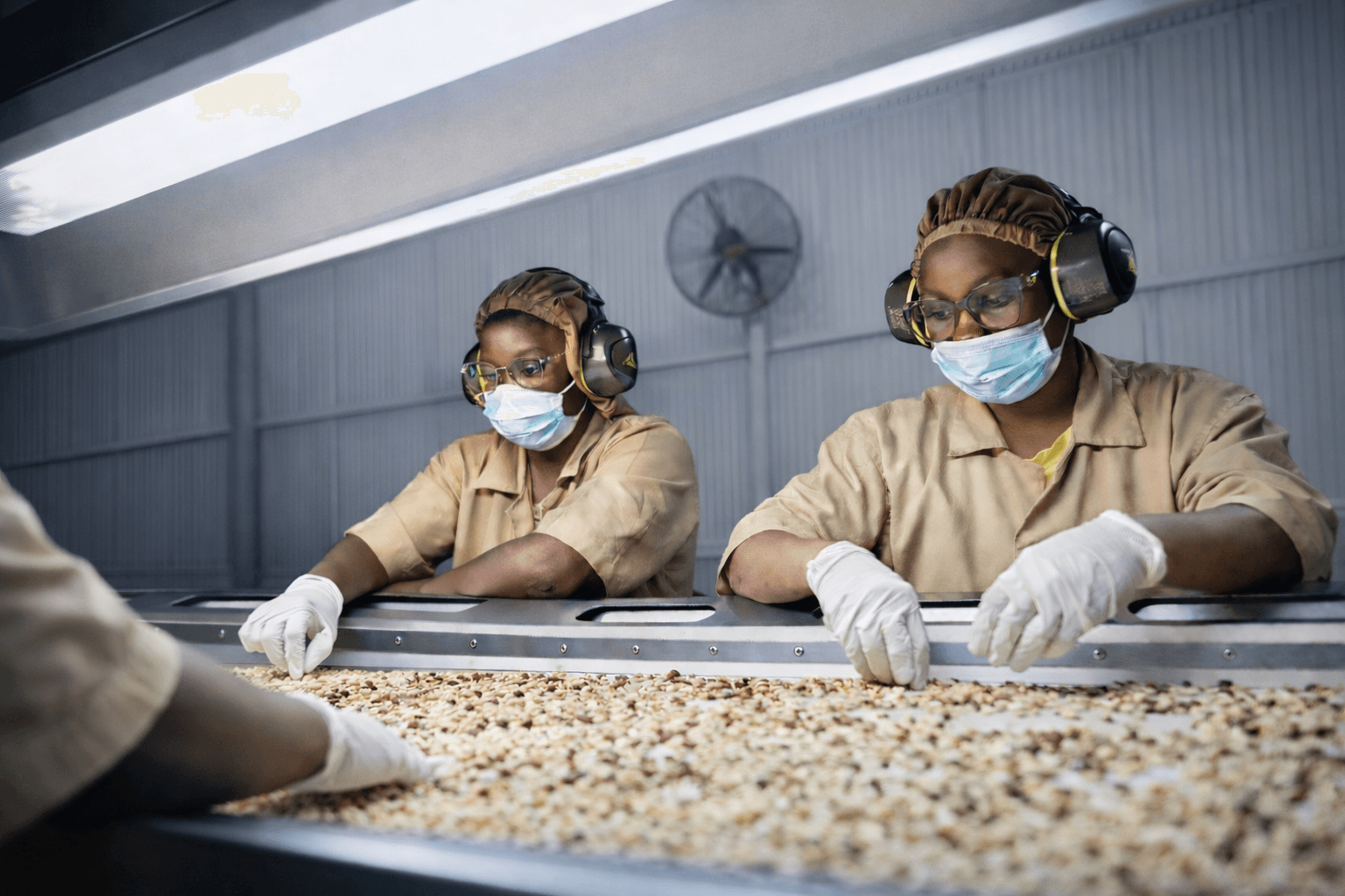 Tri des arachides — sélection rigoureuse des matières premières chez Patisen